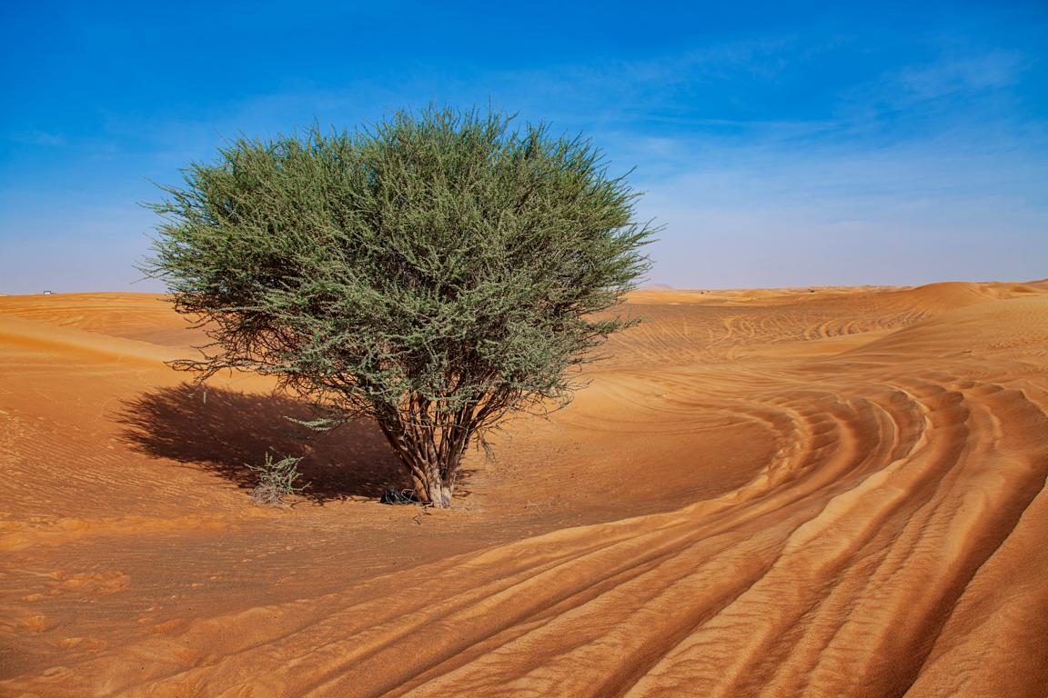 Baum umgeben von Dünen Eritrea